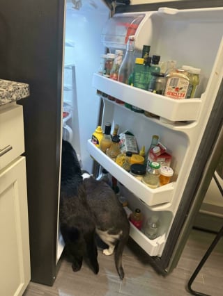 Illustration de l'article : 15 photos de &laquo; fratries &raquo; d&rsquo;animaux aussi dr&ocirc;les que mal assorties