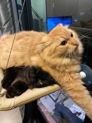 Illustration de l'article : 15 photos de &laquo; fratries &raquo; d&rsquo;animaux aussi dr&ocirc;les que mal assorties