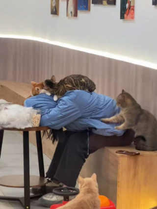 Illustration de l'article : 12 photos qui prouvent que les chats r&eacute;ussissent toujours &agrave; nous surprendre