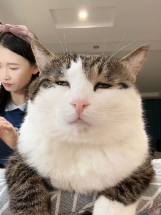 Illustration de l'article : 12 photos qui prouvent que les chats r&eacute;ussissent toujours &agrave; nous surprendre