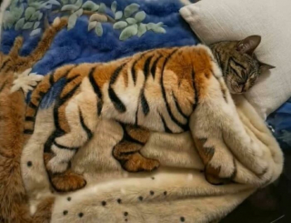 Illustration de l'article : 12 photos qui prouvent que les chats r&eacute;ussissent toujours &agrave; nous surprendre