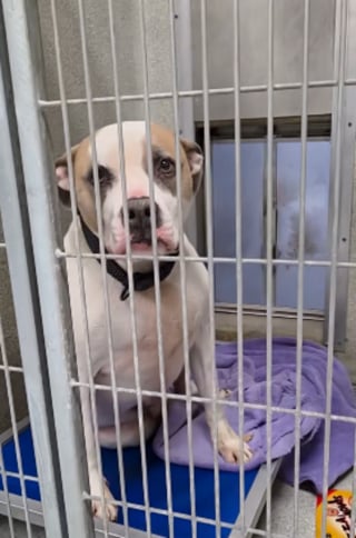 Illustration de l'article : Un b&eacute;n&eacute;vole fait un long voyage pour aider un refuge, il en repart avec 2 chiens adopt&eacute;s dont un ayant attendu 831 jours