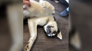 Illustration de l'article : Au lieu de se rendre chez le v&eacute;t&eacute;rinaire, une chienne Husky s&rsquo;&eacute;chappe pour rejoindre ses copains dans sa garderie pr&eacute;f&eacute;r&eacute;e (vid&eacute;o)