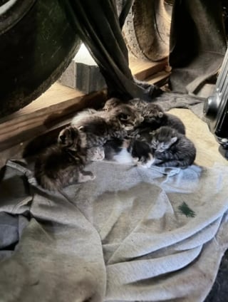 Illustration de l'article : Trouv&eacute;es sous un camping-car avec 11 chatons, 2 chattes ins&eacute;parables &eacute;l&egrave;vent leurs port&eacute;es ensemble et cherchent un foyer commun