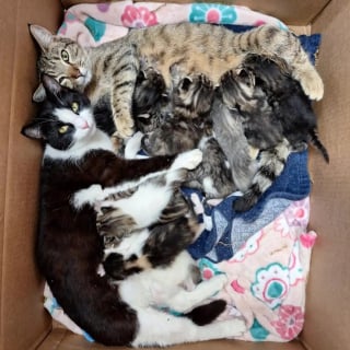 Illustration de l'article : Trouv&eacute;es sous un camping-car avec 11 chatons, 2 chattes ins&eacute;parables &eacute;l&egrave;vent leurs port&eacute;es ensemble et cherchent un foyer commun