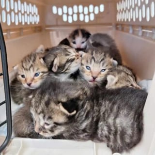 Illustration de l'article : Trouv&eacute;es sous un camping-car avec 11 chatons, 2 chattes ins&eacute;parables &eacute;l&egrave;vent leurs port&eacute;es ensemble et cherchent un foyer commun