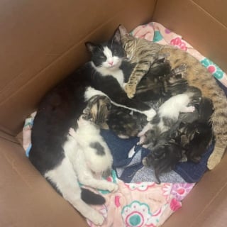 Illustration de l'article : Trouv&eacute;es sous un camping-car avec 11 chatons, 2 chattes ins&eacute;parables &eacute;l&egrave;vent leurs port&eacute;es ensemble et cherchent un foyer commun