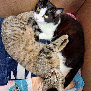 Illustration de l'article : Trouv&eacute;es sous un camping-car avec 11 chatons, 2 chattes ins&eacute;parables &eacute;l&egrave;vent leurs port&eacute;es ensemble et cherchent un foyer commun