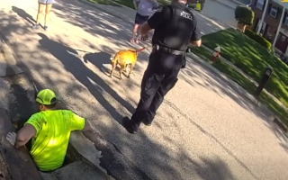 Illustration de l'article : Tomb&eacute; dans un &eacute;gout, un chien est secouru par des policiers et un agent des services publics puis rendu &agrave; son propri&eacute;taire (vid&eacute;o)