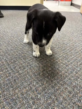 Illustration de l'article : Un chiot de 8 semaines survit apr&egrave;s avoir &eacute;t&eacute; jet&eacute; par un jeune de 18 ans qui se filme et fait d&eacute;sormais l&rsquo;objet de poursuites 