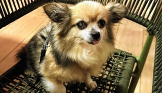 Illustration de l'article : Sauv&eacute; de l'errance &agrave; 14 ans, ce Chihuahua trouve un foyer apr&egrave;s quelques semaines au refuge malgr&eacute; ses probl&egrave;mes de sant&eacute;