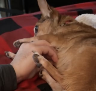 Illustration de l'article : &laquo; Elle a baiss&eacute; sa garde pour se sentir aim&eacute;e &raquo;, une Chihuahua parvient &agrave; faire confiance &agrave; son papa d&rsquo;accueil dont elle avait peur (vid&eacute;o)