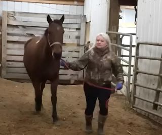 Illustration de l'article : Destin&eacute; &agrave; l&rsquo;abattoir, ce cheval a r&eacute;cemment aid&eacute; la police de New York &agrave; retrouver un voleur en pleine rue