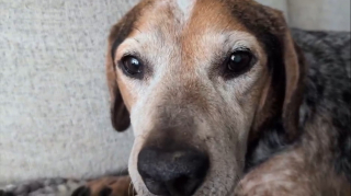 Illustration de l'article : Son chien s&eacute;nior dispara&icirc;t, une famille re&ccedil;oit une photo de lui aux urgences avant de d&eacute;couvrir une arnaque