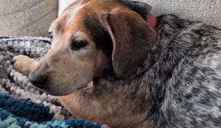 Illustration de l'article : Son chien s&eacute;nior dispara&icirc;t, une famille re&ccedil;oit une photo de lui aux urgences avant de d&eacute;couvrir une arnaque