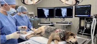 Illustration de l'article : Son chien s&eacute;nior dispara&icirc;t, une famille re&ccedil;oit une photo de lui aux urgences avant de d&eacute;couvrir une arnaque