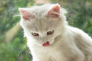 Illustration de l'article : Une &eacute;tude scientifique r&eacute;v&egrave;le le secret du ronronnement de sollicitation des chats pour r&eacute;clamer &agrave; manger