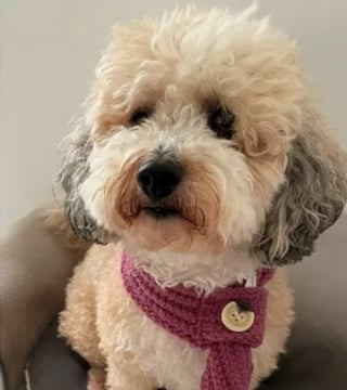 Illustration de l'article : Apr&egrave;s son cancer, une femme voit sa chienne tomber malade &agrave; son tour et lui rend le soutien qui l&rsquo;avait aid&eacute;e &agrave; tenir