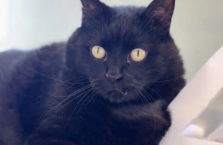 Illustration de l'article : Un chat de 15 ans met fin aux bagarres f&eacute;lines uniquement par son regard autoritaire de &laquo; chef de famille &raquo; (vid&eacute;o)