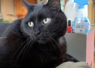 Illustration de l'article : Un chat de 15 ans met fin aux bagarres f&eacute;lines uniquement par son regard autoritaire de &laquo; chef de famille &raquo; (vid&eacute;o)