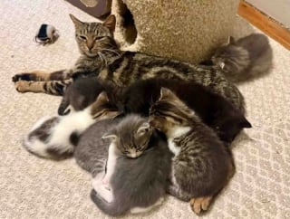 Illustration de l'article : Deux chattes sauv&eacute;es d&eacute;cident de s&rsquo;unir pour &eacute;lever un chaton qui n&rsquo;est pas le leur