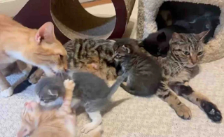 Illustration de l'article : Deux chattes sauv&eacute;es d&eacute;cident de s&rsquo;unir pour &eacute;lever un chaton qui n&rsquo;est pas le leur