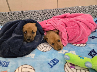 Illustration de l'article : 2 agentes se glissent dans un sous-sol condamn&eacute; pour offrir une vie meilleure &agrave; une chienne et ses chiots