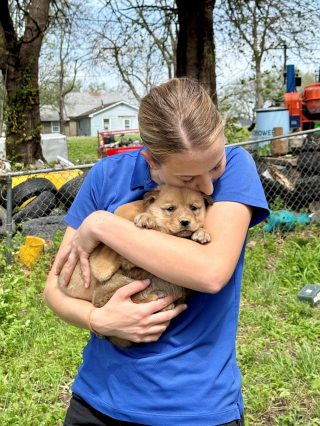 Illustration de l'article : 2 agentes se glissent dans un sous-sol condamn&eacute; pour offrir une vie meilleure &agrave; une chienne et ses chiots