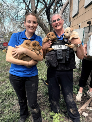 Illustration de l'article : 2 agentes se glissent dans un sous-sol condamn&eacute; pour offrir une vie meilleure &agrave; une chienne et ses chiots