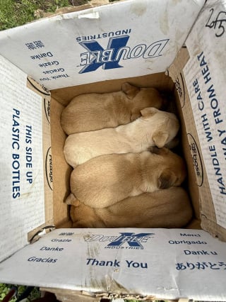 Illustration de l'article : 2 agentes se glissent dans un sous-sol condamn&eacute; pour offrir une vie meilleure &agrave; une chienne et ses chiots