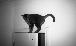 Illustration de l'article : D&eacute;cryptage : pourquoi votre chat court-il partout apr&egrave;s &ecirc;tre all&eacute; &agrave; la liti&egrave;re ?