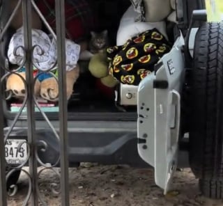 Illustration de l'article : En plein d&eacute;m&eacute;nagement, ils voient une chatte errante couch&eacute;e dans le coffre de leur voiture et d&eacute;cident de l'adopter (vid&eacute;o)