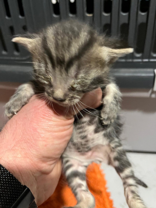 Illustration de l'article : &laquo; Ces animaux sont des survivants &raquo;, une perquisition m&egrave;ne au sauvetage inattendu d&rsquo;une famille de chats et d&rsquo;un chiot Malinois 