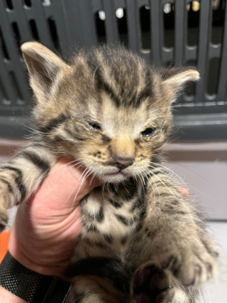 Illustration de l'article : &laquo; Ces animaux sont des survivants &raquo;, une perquisition m&egrave;ne au sauvetage inattendu d&rsquo;une famille de chats et d&rsquo;un chiot Malinois 