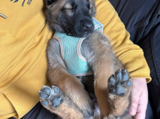 Illustration de l'article : &laquo; Ces animaux sont des survivants &raquo;, une perquisition m&egrave;ne au sauvetage inattendu d&rsquo;une famille de chats et d&rsquo;un chiot Malinois 