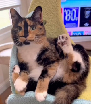 Illustration de l'article : Cette chatte calico retrouve la vue apr&egrave;s l'avoir perdue et la capacit&eacute; de marcher apr&egrave;s une blessure au genou gr&acirc;ce &agrave; une op&eacute;ration (vid&eacute;o) 