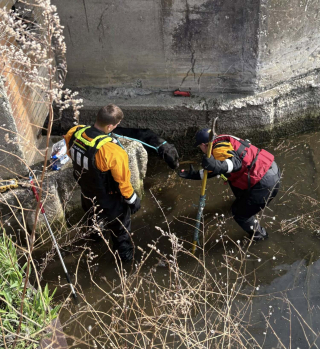 Illustration de l'article : Introuvable depuis une semaine, une chienne est localis&eacute;e dans le drain d'un bassin d&eacute;saffect&eacute; et secourue avant de rejoindre sa famille