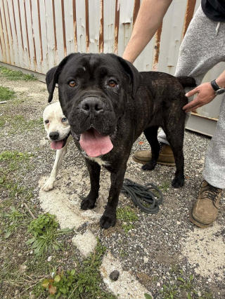 Illustration de l'article : Introuvable depuis une semaine, une chienne est localis&eacute;e dans le drain d'un bassin d&eacute;saffect&eacute; et secourue avant de rejoindre sa famille