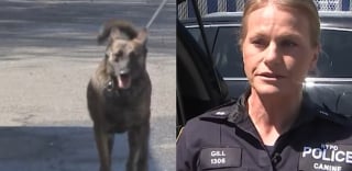 Illustration de l'article : Apr&egrave;s une exposition accidentelle &agrave; plus de 40 kilos de fentanyl lors d&rsquo;une op&eacute;ration, une chienne polici&egrave;re est sauv&eacute;e gr&acirc;ce &agrave; un antidote