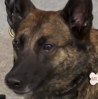 Illustration de l'article : Apr&egrave;s une exposition accidentelle &agrave; plus de 40 kilos de fentanyl lors d&rsquo;une op&eacute;ration, une chienne polici&egrave;re est sauv&eacute;e gr&acirc;ce &agrave; un antidote