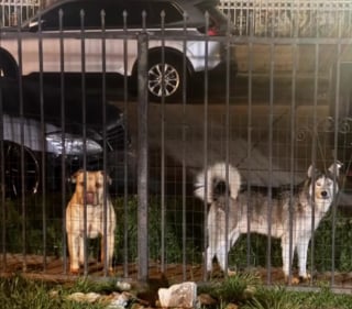 Illustration de l'article : Un Pitbull abandonn&eacute; &agrave; cause d'une maladie oculaire et un Husky s'entraident dans la rue jusqu'&agrave; leur sauvetage (vid&eacute;o)