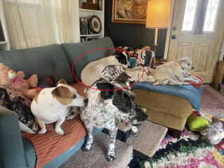 Illustration de l'article : Un chien &agrave; 3 pattes ayant fui sa famille d'accueil est retrouv&eacute; gr&acirc;ce &agrave; une sonnette vid&eacute;o