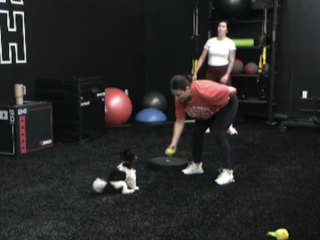 Illustration de l'article : Ancien chien errant, ce Shih Tzu de 8 mois apporte d&eacute;sormais de la joie dans une salle de sport (vid&eacute;o)