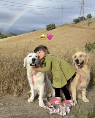 Illustration de l'article : Touch&eacute;e par leur vision diff&eacute;rente du monde, une petite fille fait d&eacute;couvrir un arc-en-ciel &agrave; ses 2 Golden Retrievers (vid&eacute;o)