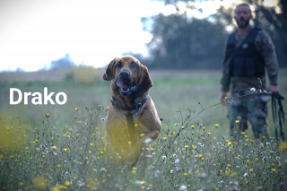 Illustration de l'article : Un enfant de 2 ans disparu en pleine nuit dans le Rh&ocirc;ne retrouv&eacute; gr&acirc;ce au flair d&eacute;cisif d&rsquo;un chien de gendarmerie