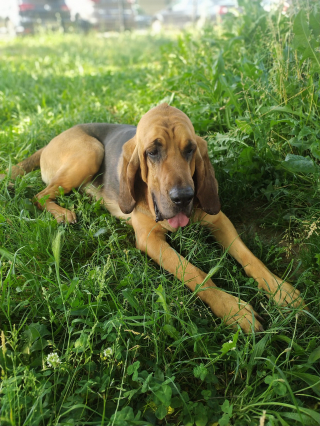 Illustration de l'article : Un enfant de 2 ans disparu en pleine nuit dans le Rh&ocirc;ne retrouv&eacute; gr&acirc;ce au flair d&eacute;cisif d&rsquo;un chien de gendarmerie