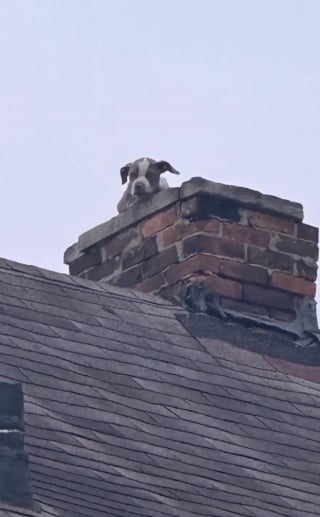 Illustration de l'article : Un chiot coinc&eacute; dans la chemin&eacute;e d'une maison d&eacute;labr&eacute;e est finalement sauv&eacute;, puis adopt&eacute; le jour de son passage &agrave; la t&eacute;l&eacute;vision