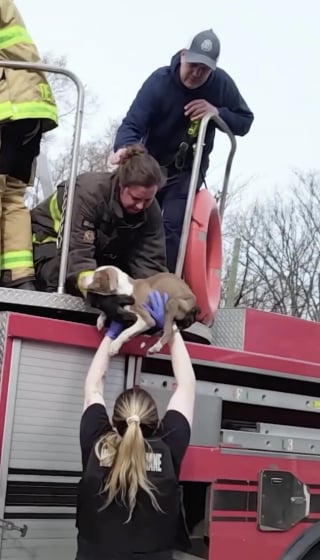 Illustration de l'article : Un chiot coinc&eacute; dans la chemin&eacute;e d'une maison d&eacute;labr&eacute;e est finalement sauv&eacute;, puis adopt&eacute; le jour de son passage &agrave; la t&eacute;l&eacute;vision