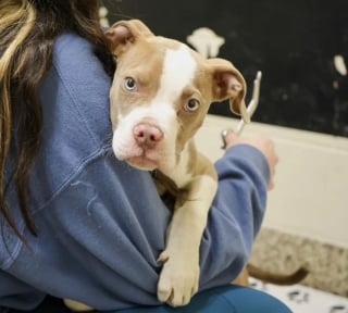 Illustration de l'article : Un chiot coinc&eacute; dans la chemin&eacute;e d'une maison d&eacute;labr&eacute;e est finalement sauv&eacute;, puis adopt&eacute; le jour de son passage &agrave; la t&eacute;l&eacute;vision