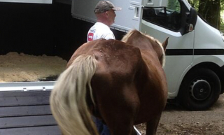 Illustration de l'article : Dans le Doubs, un cheval victime de maltraitances et laiss&eacute; &agrave; l&rsquo;abandon mobilise forces de l&rsquo;ordre et associations animali&egrave;res
